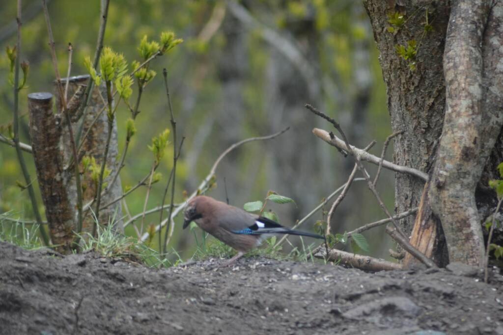 Treehut, Nature, Birds, Silence And Fjord Samlanes エクステリア 写真