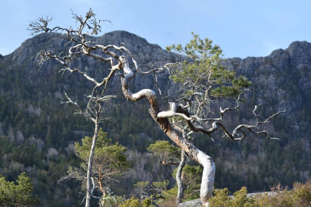 Treehut, Nature, Birds, Silence And Fjord Samlanes エクステリア 写真