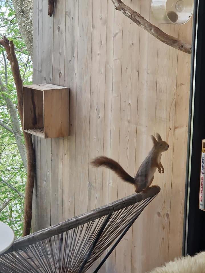 Treehut, Nature, Birds, Silence And Fjord Samlanes エクステリア 写真